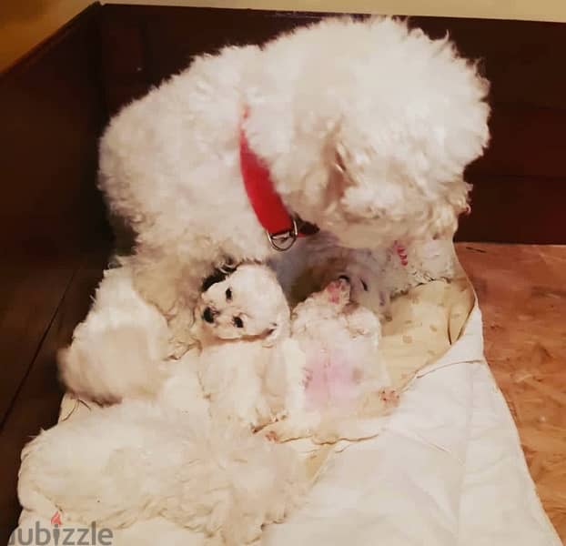 BICHON Maltese, MALTIPOO & more dogs available all size Special Offers 17