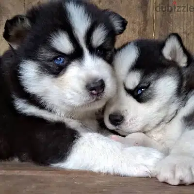 Husky black and white blue eyes Delivery Available