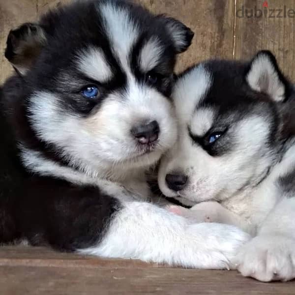 Husky black and white blue eyes Delivery Available 0