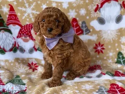 Imported Poodle DELIVERY AVAILABLE