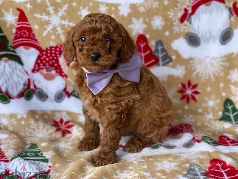 Imported Poodle DELIVERY AVAILABLE 0