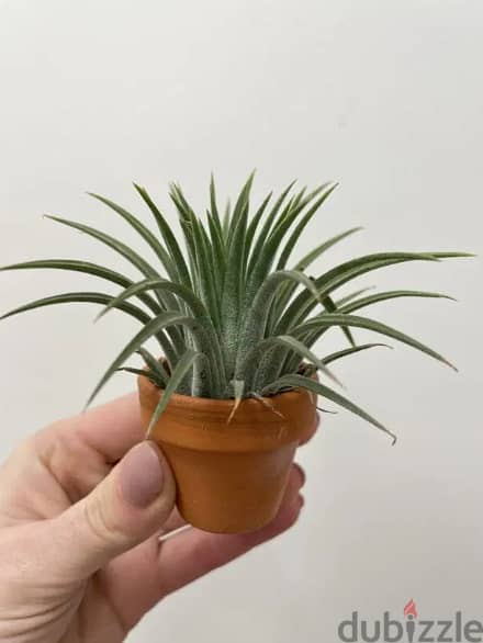 Tillandsia Air plant 0