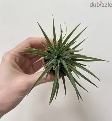 Tillandsia Air plant 1