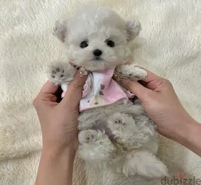 BICHON DOGS and MALTIPOO available SPECIAL OFFERS VIPpetshop