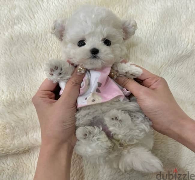 BICHON DOGS and MALTIPOO available SPECIAL OFFERS VIPpetshop 0
