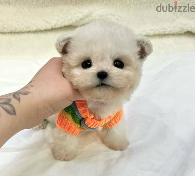 BICHON DOGS and MALTIPOO available SPECIAL OFFERS VIPpetshop 1