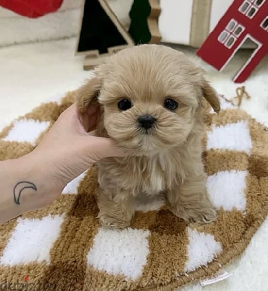 BICHON DOGS and MALTIPOO available SPECIAL OFFERS VIPpetshop 2