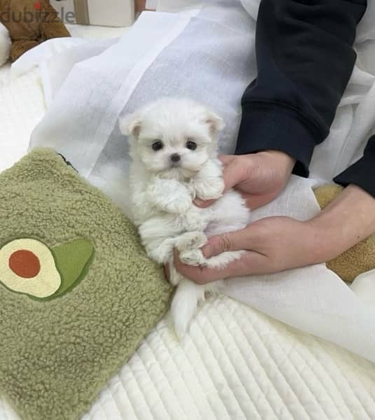 BICHON DOGS and MALTIPOO available SPECIAL OFFERS VIPpetshop 3