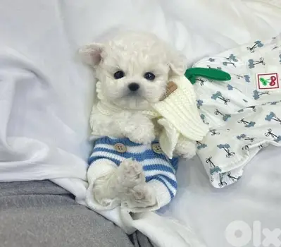 BICHON Maltese & MALTIPOO POODLE females and males SPECIAL OFFERS!!!