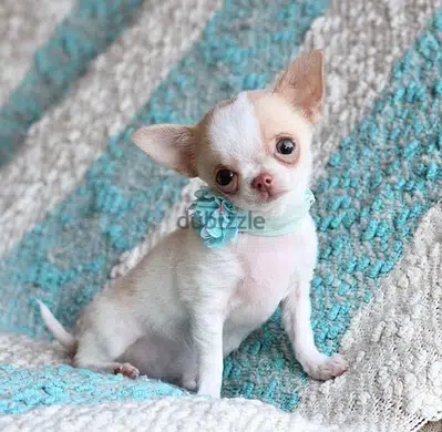 Chihuahua TeacupCream