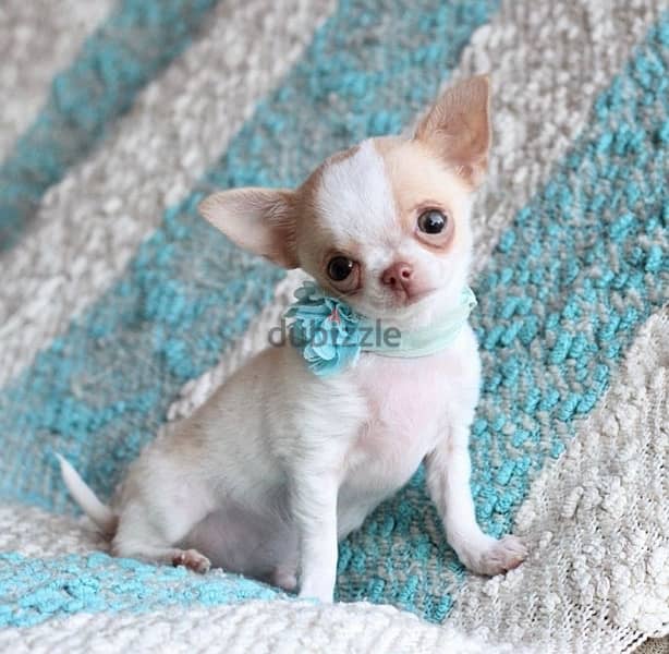 Chihuahua TeacupCream 0