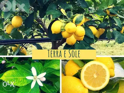 Prenium Italian lemon شجر حامض إيطالي فاخر يتحمل الصقيع والثلج