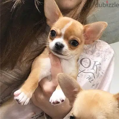 Chihuahua CUTEE cream and white