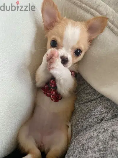 Chihuahua Beige and white