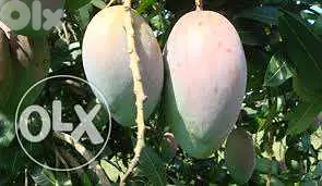spanish mango/ avocado trees شتول مانغا / أفوكا إسباني