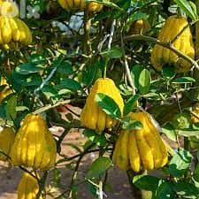 Italian Buddha's hand Old Dwarf trees 0