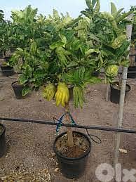 Italian Buddha's hand Old Dwarf trees 1
