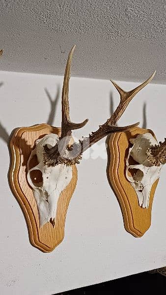 antique 9