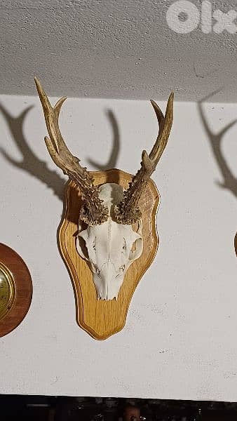 antique 12