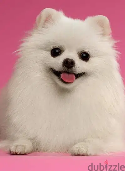 teacup pomeranian