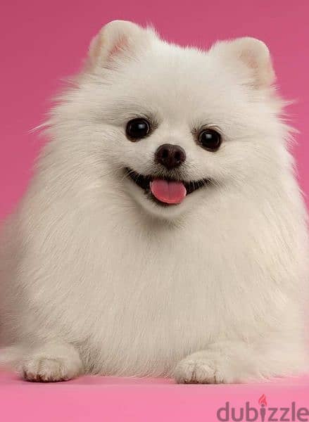 teacup pomeranian 0