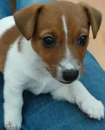 jack russell puppies available now jack russell puppies available now