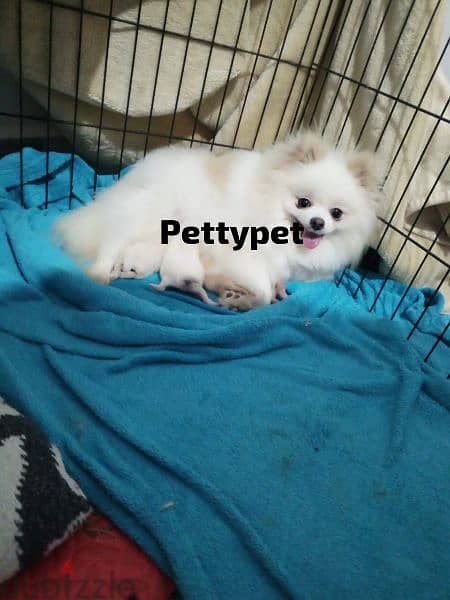 pomeranian puppies 0
