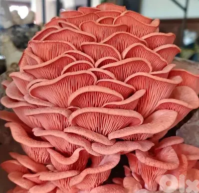 Edible Mushroom Kits (grow it yourself kits) Fungiinlebanon