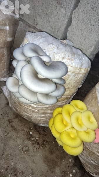 Edible Mushroom Kits (grow it yourself kits) Fungiinlebanon 1