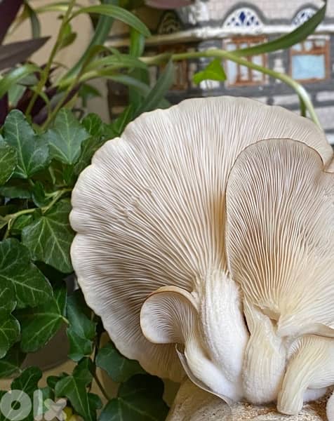 Edible Mushroom Kits (grow it yourself kits) Fungiinlebanon 3
