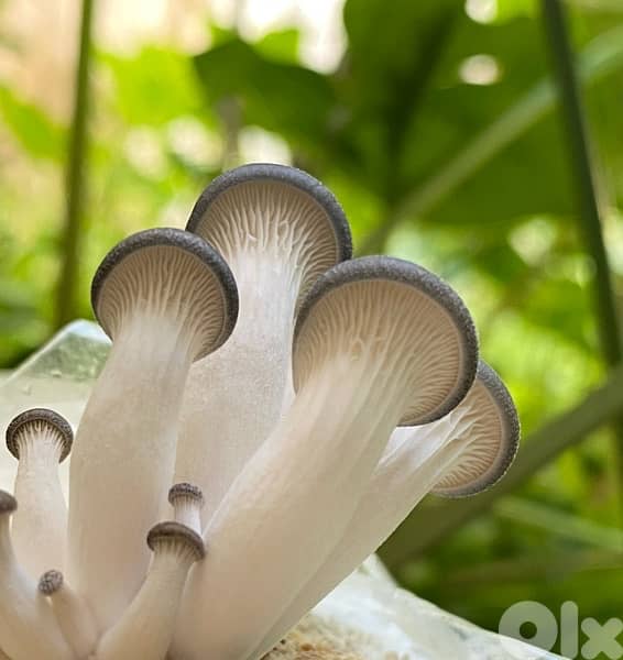 Edible Mushroom Kits (grow it yourself kits) Fungiinlebanon 4