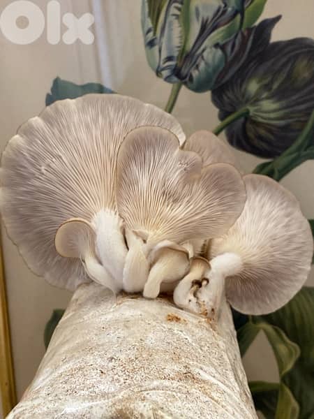 Edible Mushroom Kits (grow it yourself kits) Fungiinlebanon 5