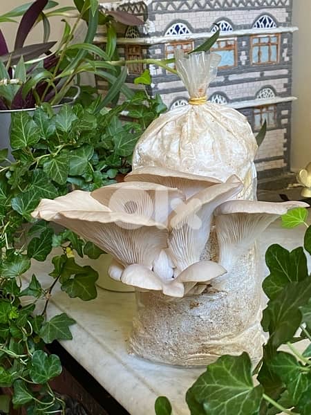Edible Mushroom Kits (grow it yourself kits) Fungiinlebanon 6