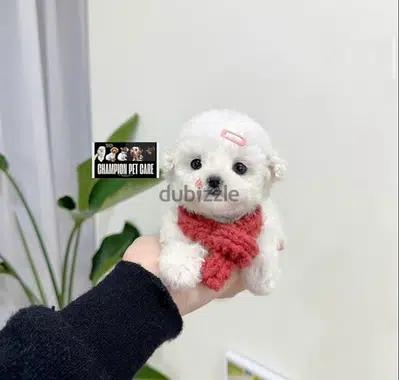 BICHON DOGS maltese & MALTIPOO FEMALES AND MALES AVAILABLE