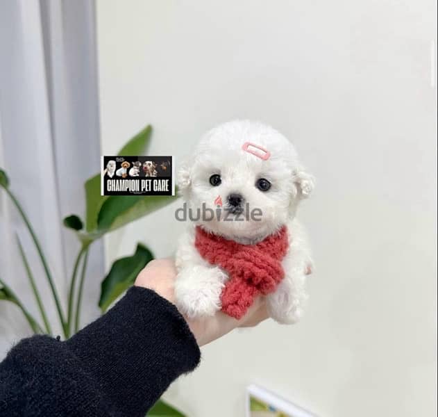 BICHON DOGS maltese & MALTIPOO FEMALES AND MALES AVAILABLE 0
