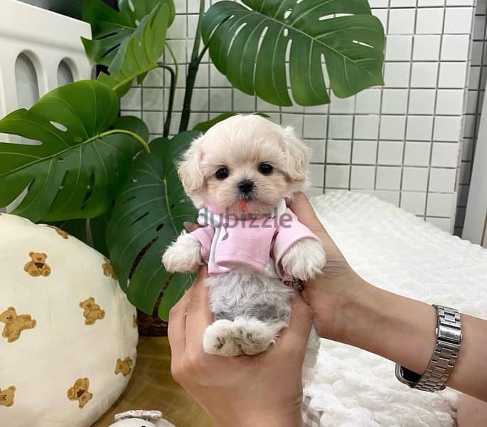 BICHON DOGS maltese & MALTIPOO FEMALES AND MALES AVAILABLE 2