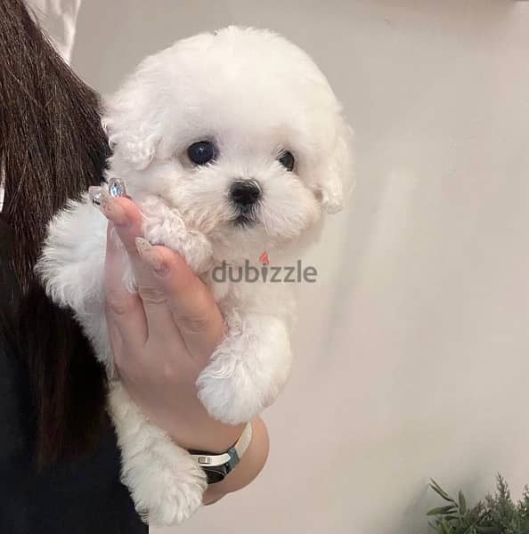 BICHON DOGS maltese & MALTIPOO FEMALES AND MALES AVAILABLE 5