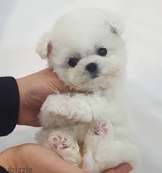 BICHON DOGS maltese & MALTIPOO FEMALES AND MALES AVAILABLE 6