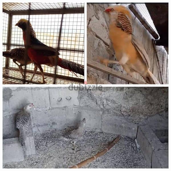 فوزون غولدن احمر و اصفر /غينيا بيغ/كوشامو/براكل بلجيكي/ 1