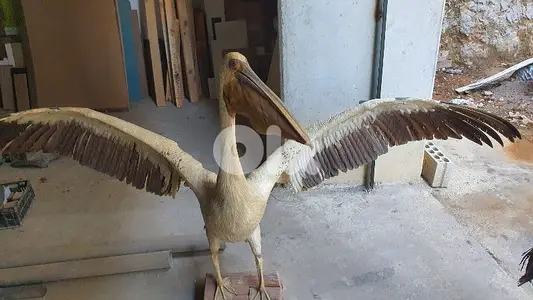 pelican