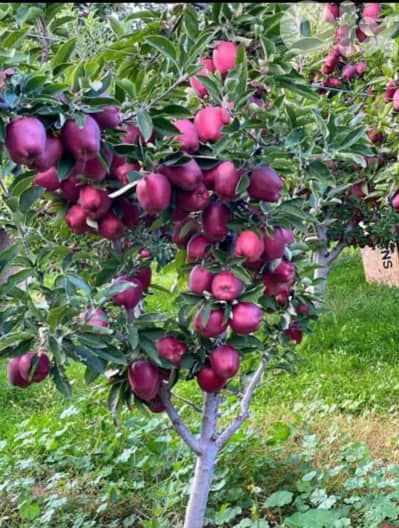 Land for sale in Laklouk ارض للبيع في لقلوق