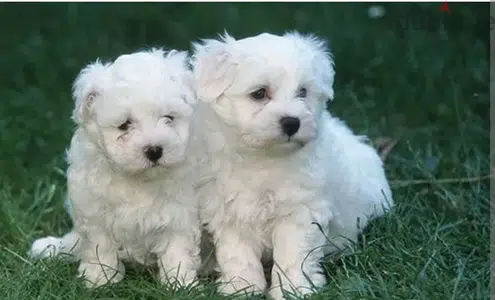 bichon