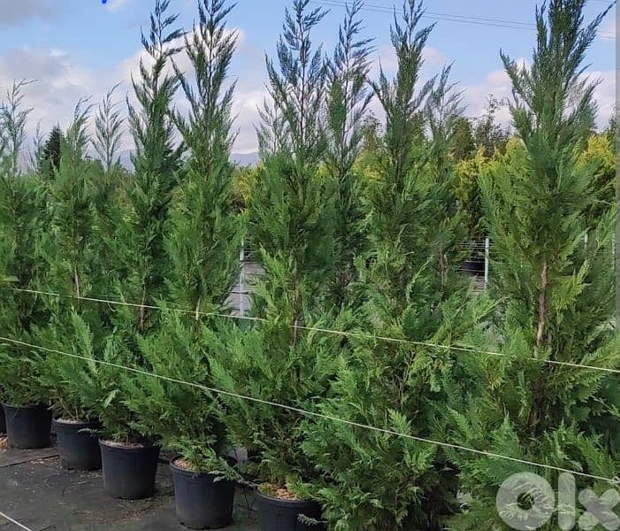 leylandii tree 0