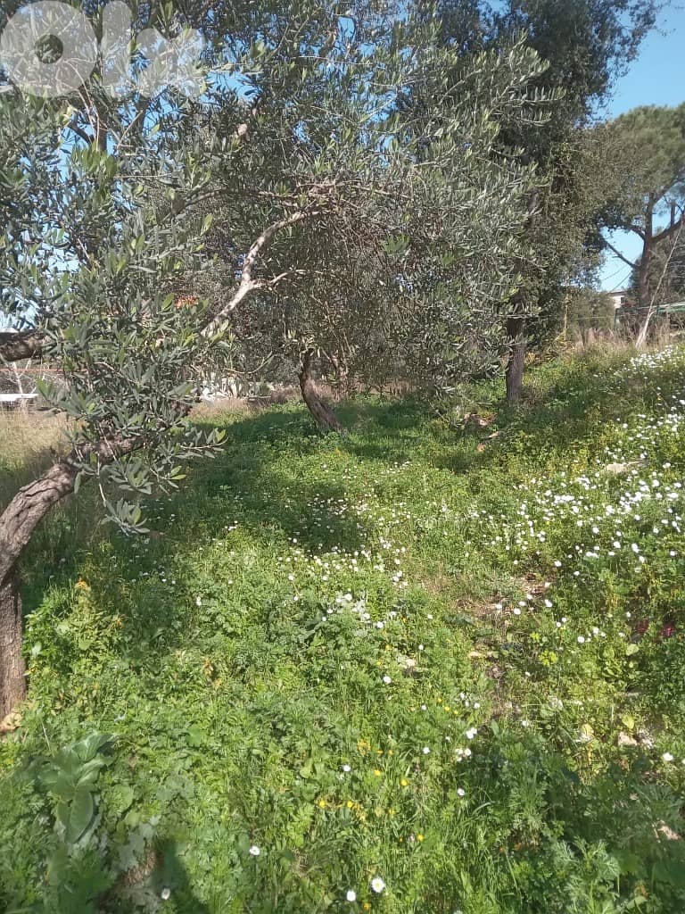 1300 Sqm | Land For Sale In Miyyeseh | Mountain View 2