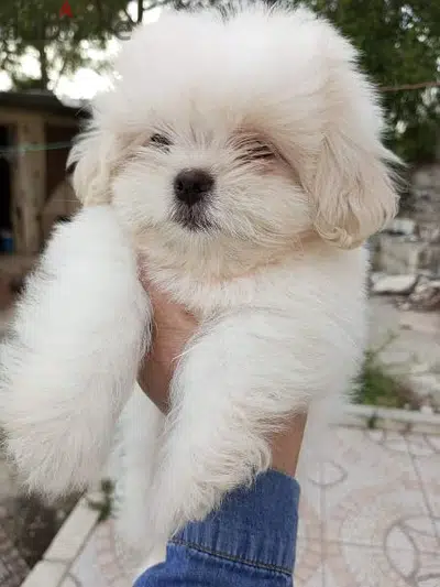 males and females bichon puppies
