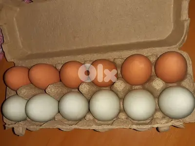 Unbreakable bouncing eggs