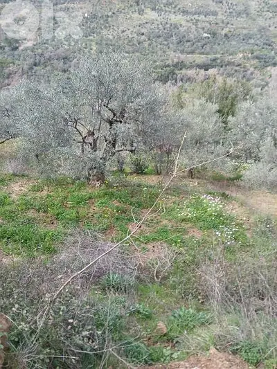 ارض للبيع في راشيا الوادي land for sale in rashaya