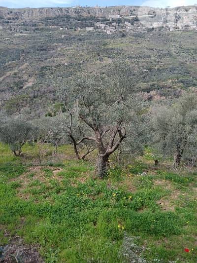 ارض للبيع في راشيا الوادي land for sale in rashaya