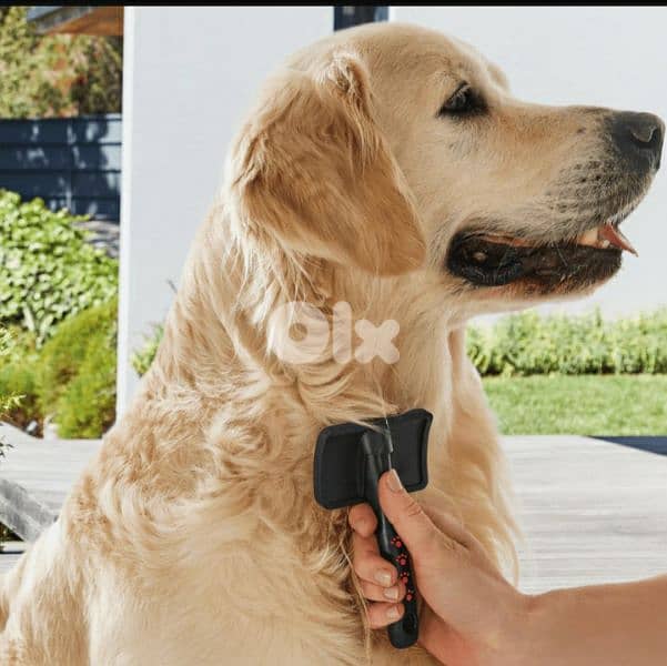 ZOOFARI Glossy fur and groomed paws / 4$ delivery 9