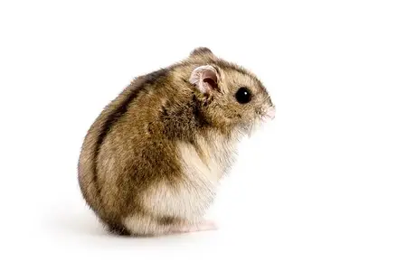 dwarf hamster هامستر الروسي